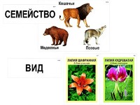 Модель-аппликация "Классификация растений и животных" (ламинированная) - fgospostavki.ru - Сочи