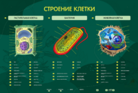 Электрифицированный стенд "Строение клетки" с маркерными полями - fgospostavki.ru - Сочи