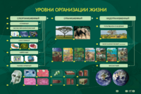 Электрифицированный стенд "Уровни организации жизни" - fgospostavki.ru - Сочи
