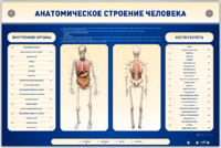 Электрифицированный стенд-тренажер c макетом скелета "Анатомическое строение человека" - fgospostavki.ru - Сочи