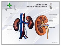 Стенд "Строение почки человека" - fgospostavki.ru - Сочи