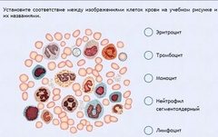 Интерактивные курсы. Биология 11 класс. Расширенный. - fgospostavki.ru - Сочи