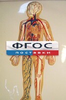 Модель барельефная "Кровеносная система человека" - fgospostavki.ru - Сочи