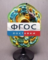 Модель "Клетка растения" - fgospostavki.ru - Сочи