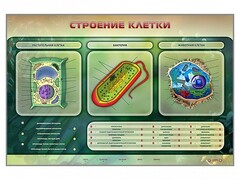 Электрифицированный стенд "Строение клетки" с маркерными полями - fgospostavki.ru - Сочи