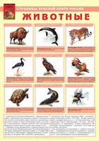 Комплект плакатов "Красная Книга России (животные, растения)" - fgospostavki.ru - Сочи
