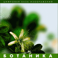 Ботаника. (Цифровая база изображений) - fgospostavki.ru - Сочи