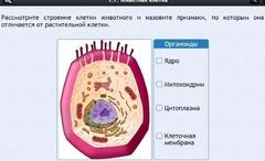 Интерактивные курсы. Биология 8 класс. Базовый - fgospostavki.ru - Сочи
