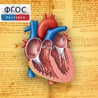 Анатомия (Цифровой атлас школьника) - fgospostavki.ru - Сочи