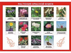 Таблица демонстрационная "Растения Красной книги" (винил 100*140) - fgospostavki.ru - Сочи