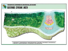 Рельефная таблица "Клеточное строение листа" (формат А1, матовое ламинирование) - fgospostavki.ru - Сочи