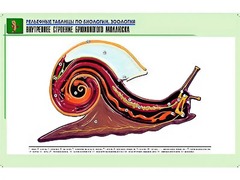 Рельефная таблица "Внутреннее строение брюхоногого моллюска" (формат А1, матовое ламинирование) - fgospostavki.ru - Сочи
