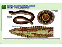 Рельефная таблица "Внутреннее строение дождевого червя" (формат А1, матовое ламинирование) - fgospostavki.ru - Сочи