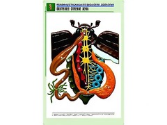 Рельефная таблица "Внутреннее строение жука" (формат А1, матовое ламинирование) - fgospostavki.ru - Сочи