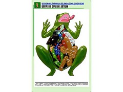 Рельефная таблица "Внутреннее строение лягушки" (формат А1, матовое ламинирование) - fgospostavki.ru - Сочи