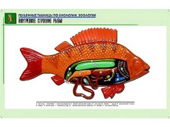 Рельефная таблица "Внутреннее строение рыбы" (формат А1, матовое ламинирование) - fgospostavki.ru - Сочи