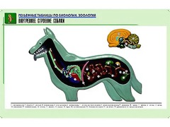 Рельефная таблица "Внутреннее строение собаки" (формат А1, матовое ламинирование) - fgospostavki.ru - Сочи