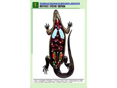 Рельефная таблица "Внутреннее строение ящерицы" (формат А1, матовое ламинирование) - fgospostavki.ru - Сочи