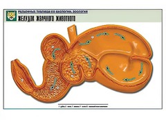 Рельефная таблица "Желудок жвачного животного" (формат А1, матовое ламинирование) - fgospostavki.ru - Сочи