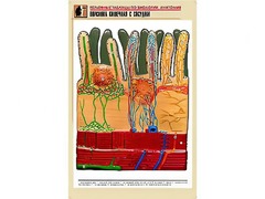 Рельефная таблица "Ворсинка кишечная с сосудом" (формат А1, матовое ламинирование) - fgospostavki.ru - Сочи
