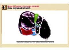 Рельефная таблица "Печень. Висцеральная поверхность" (формат А1, матовое ламинирование) - fgospostavki.ru - Сочи