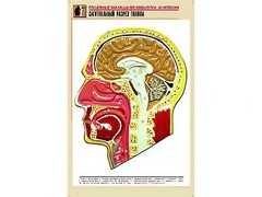Рельефная таблица "Сагиттальный разрез головы" (формат А1, матовое ламинирование) - fgospostavki.ru - Сочи