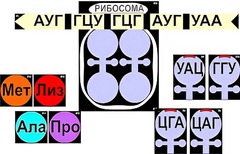 Модель-аппликация "Биосинтез белка" (ламинированная) - fgospostavki.ru - Сочи