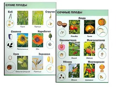 Коллекция "Семена и плоды" - fgospostavki.ru - Сочи