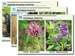 Гербарий фотографический "Сельскохозяйственные растения России" - fgospostavki.ru - Сочи