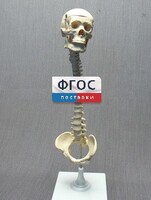 Модель "Позвоночник с черепом и тазом" - fgospostavki.ru - Сочи