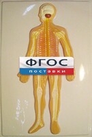 Модель барельефная "Нервная система человека" - fgospostavki.ru - Сочи