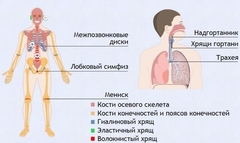 Интерактивные курсы. Биология 9 класс. Базовый. - fgospostavki.ru - Сочи