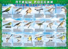 Комплект таблиц "Птицы России (4 листа)" (100х140 сантиметров, винил) - fgospostavki.ru - Сочи