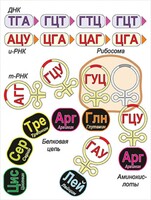 Модель-аппликация Биосинтез белка - fgospostavki.ru - Сочи