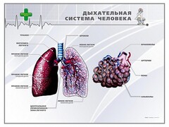 Стенд "Дыхательная система человека" - fgospostavki.ru - Сочи