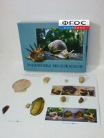 Коллекция "Раковины моллюсков" - fgospostavki.ru - Сочи