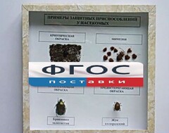 Коллекция энтомологическая "Примеры защитных приспособлений у насекомых" - fgospostavki.ru - Сочи