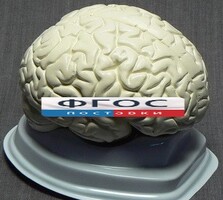Модель "Мозг в разрезе" (белый) - fgospostavki.ru - Сочи