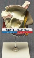 Модель "Разрез носоглотки" - fgospostavki.ru - Сочи