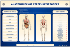 Электрифицированный стенд-тренажер c макетом скелета "Анатомическое строение человека" - fgospostavki.ru - Сочи