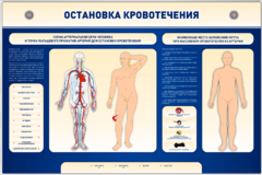 Электрифицированный стенд-тренажер "Остановка кровотечения" - fgospostavki.ru - Сочи
