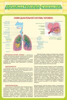 Стенд "Дыхательная система" - fgospostavki.ru - Сочи