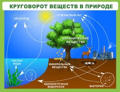 Стенд "Круговорот веществ" - fgospostavki.ru - Сочи