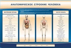 Электрифицированный стенд-тренажер c макетом скелета "Анатомическое строение человека" - fgospostavki.ru - Сочи
