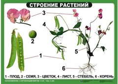 Комплект таблиц "Ознакомление с окружающим миром 1-4 класс" - fgospostavki.ru - Сочи