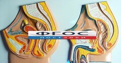 Модель барельефная "Таз мужской и таз женский" - fgospostavki.ru - Сочи