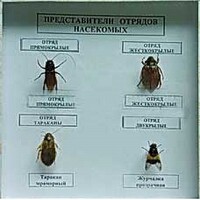Коллекция энтомологическая "Представители отряда насекомых" - fgospostavki.ru - Сочи