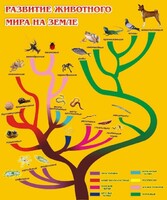Стенд "Развитие животного мира на земле" - fgospostavki.ru - Сочи