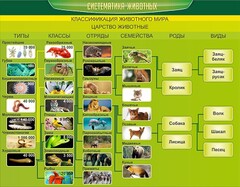 Стенд "Систематика животных" - fgospostavki.ru - Сочи