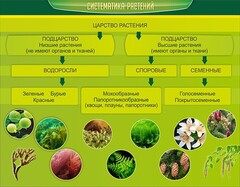 Стенд "Систематика растений" - fgospostavki.ru - Сочи